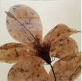 Glimmend herfstblad breedte x hoogte in cm: 100 x 100 (108)